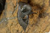 Onnia Trilobite Cluster - Blekos, Morocco #381641-5